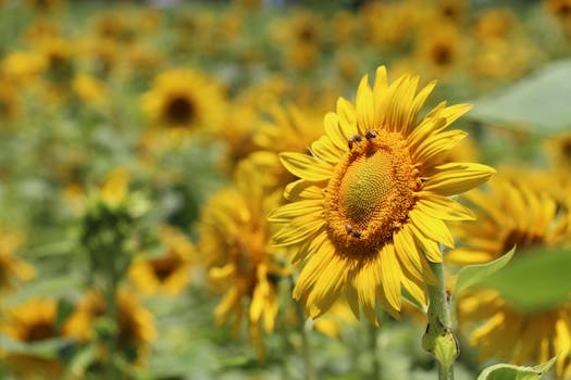 colorful urban garden with bees