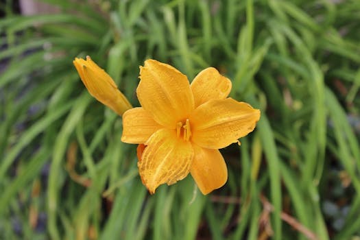 lush perennial garden with daylilies and sedums