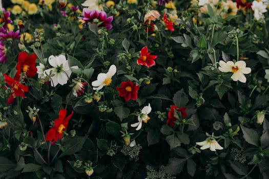 colorful mix of perennials and annuals