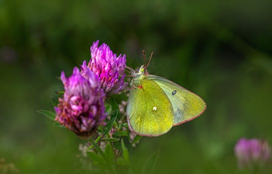 colorful garden with various plants and insects