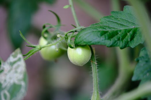 healthy vegetables growing in a community garden