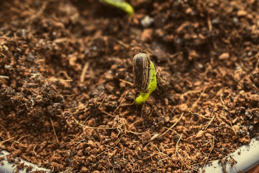 a compact compost bin in a small garden