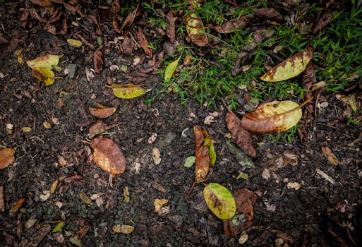 composting in the garden