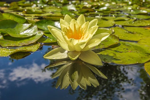 blooming water lilies in the pond