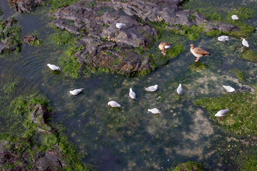 diverse wildlife around the pond