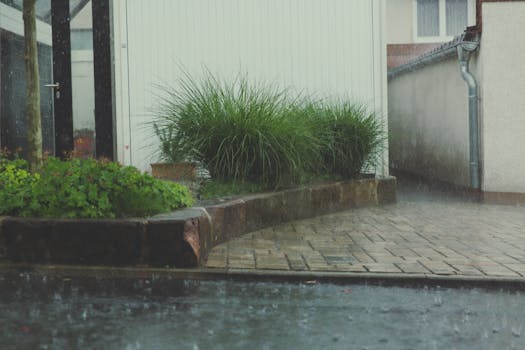 a variety of native plants in a rain garden