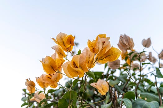 gardening calendar