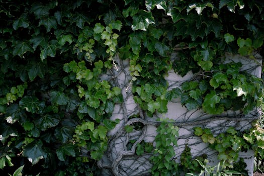 vertical garden on a wall