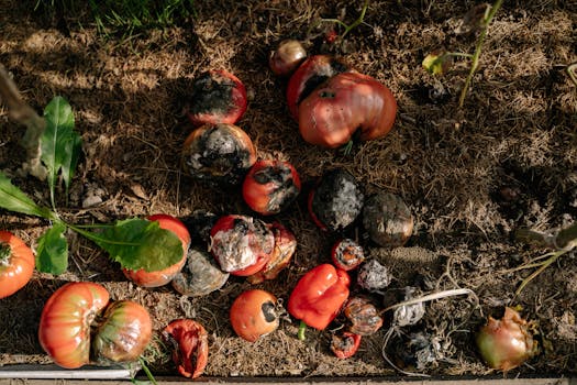 successful zero waste garden