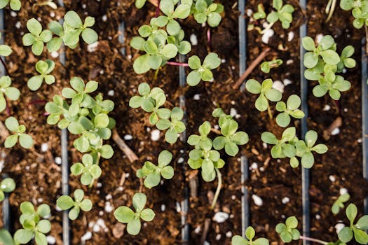 compostable seed starting trays in a garden