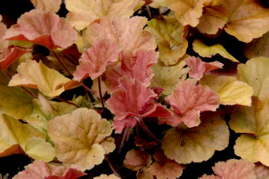 a beautiful garden with mulch