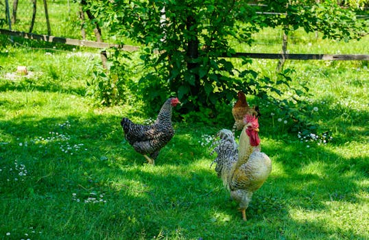 happy chickens pecking around in a garden