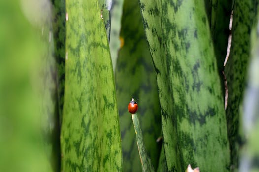 a close-up of ladybugs on a plant