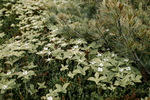 native wildflowers and edible plants in a garden