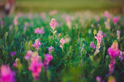 colorful native flowers in a garden