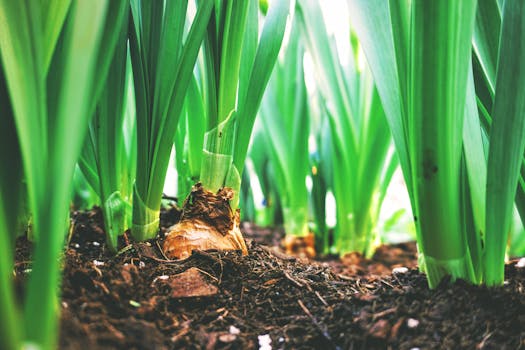 lush garden with cover crops