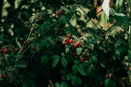 healthy urban garden with cover crops