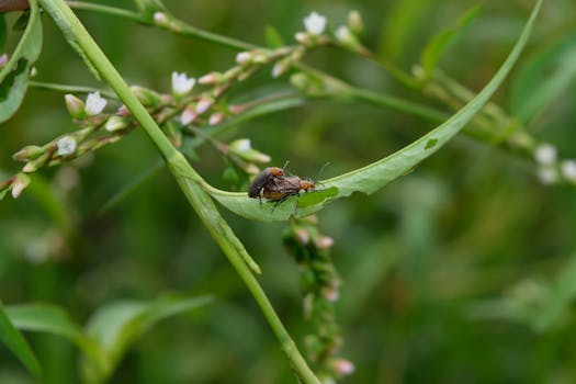 a gardener handpicking pests from plants