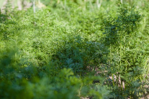 a vibrant vegetable garden with healthy plants