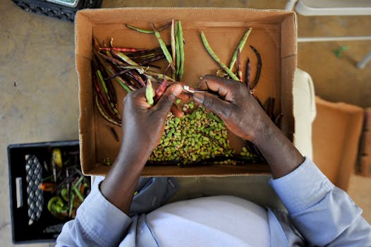 a person harvesting seeds from a plant