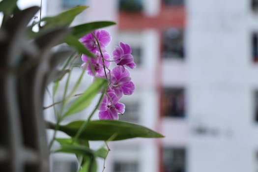 urban gardening success