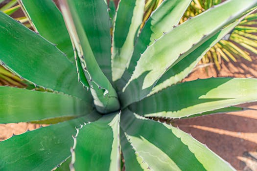 vibrant drought-resistant plants