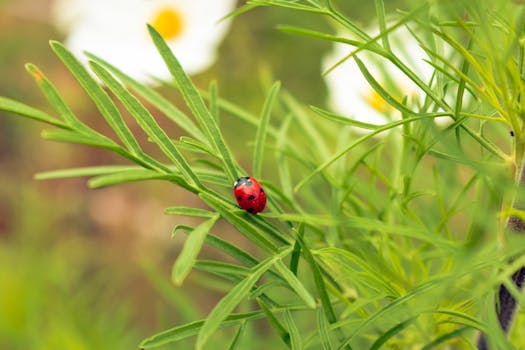 beneficial insects in the garden