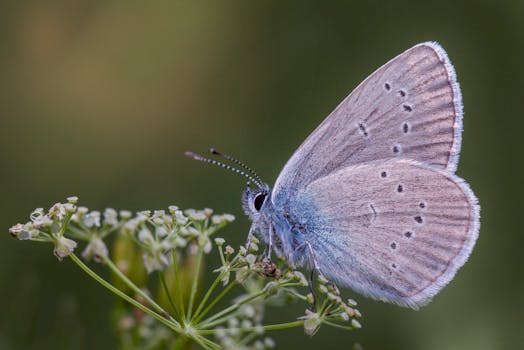 beneficial insects in the garden