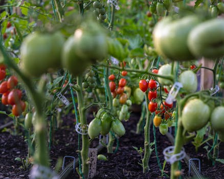 Urban gardening with permaculture techniques