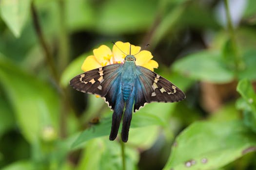 colorful native flower garden