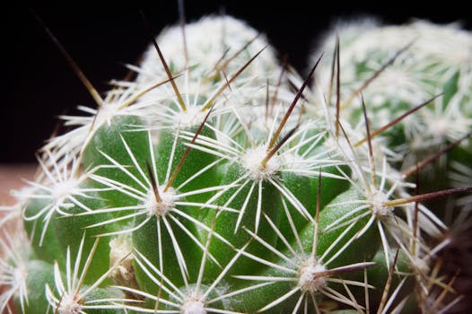 water-efficient native plant garden