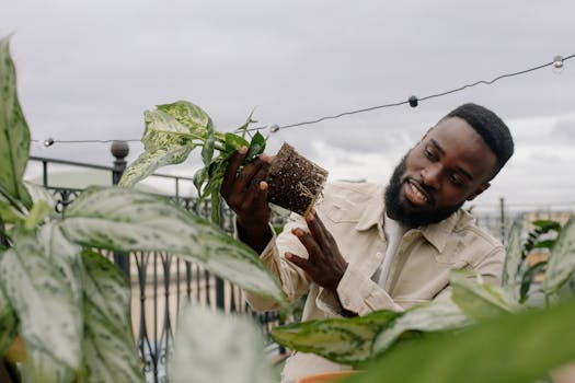 affordable native plants for urban gardening