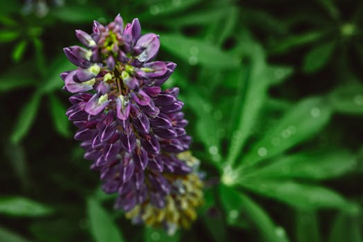 colorful native flower garden