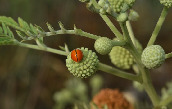 colorful ladybugs on a green leaf