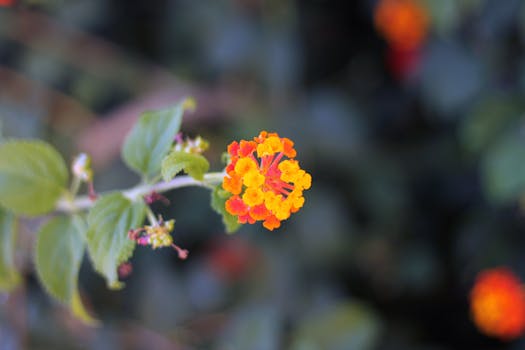 colorful native flower garden