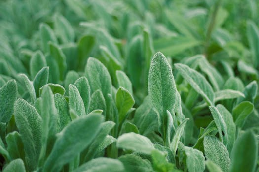 lush green herbs growing in shade