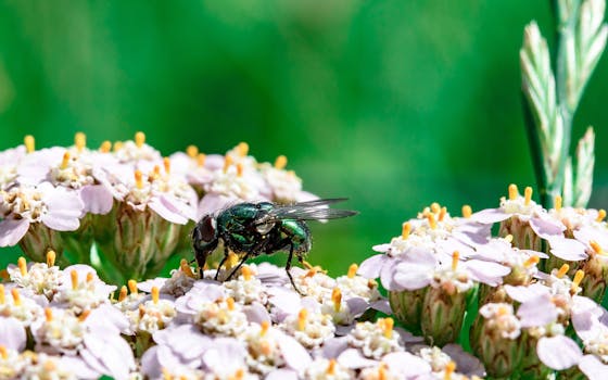 gardener applying natural pest control