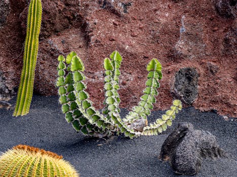 xeriscaping with drought-resistant plants