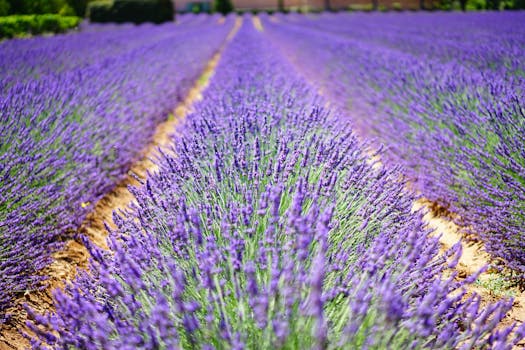 beautiful lavender garden