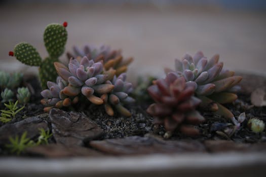 colorful drought-resistant garden