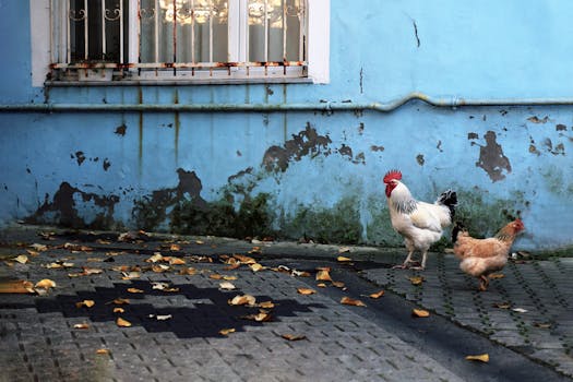 chickens in the garden