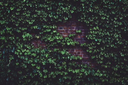 a lush urban garden