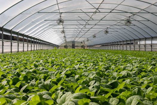 vegetable garden in containers